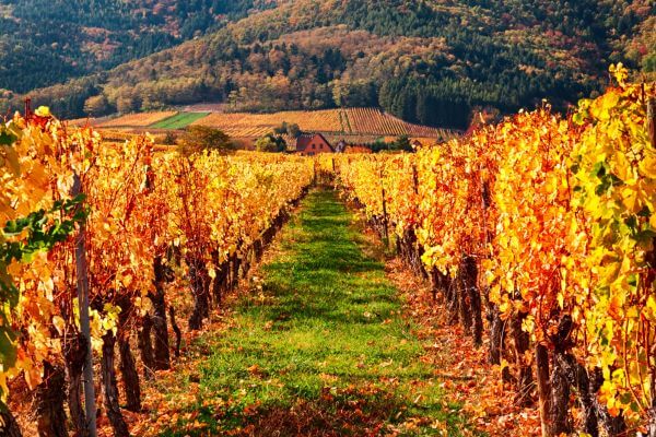 Descubra a Rota do Vinho: Uma Jornada pelos Sabores e Paisagens Vinícolas